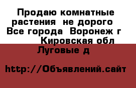 Продаю комнатные растения  не дорого - Все города, Воронеж г.  »    . Кировская обл.,Луговые д.